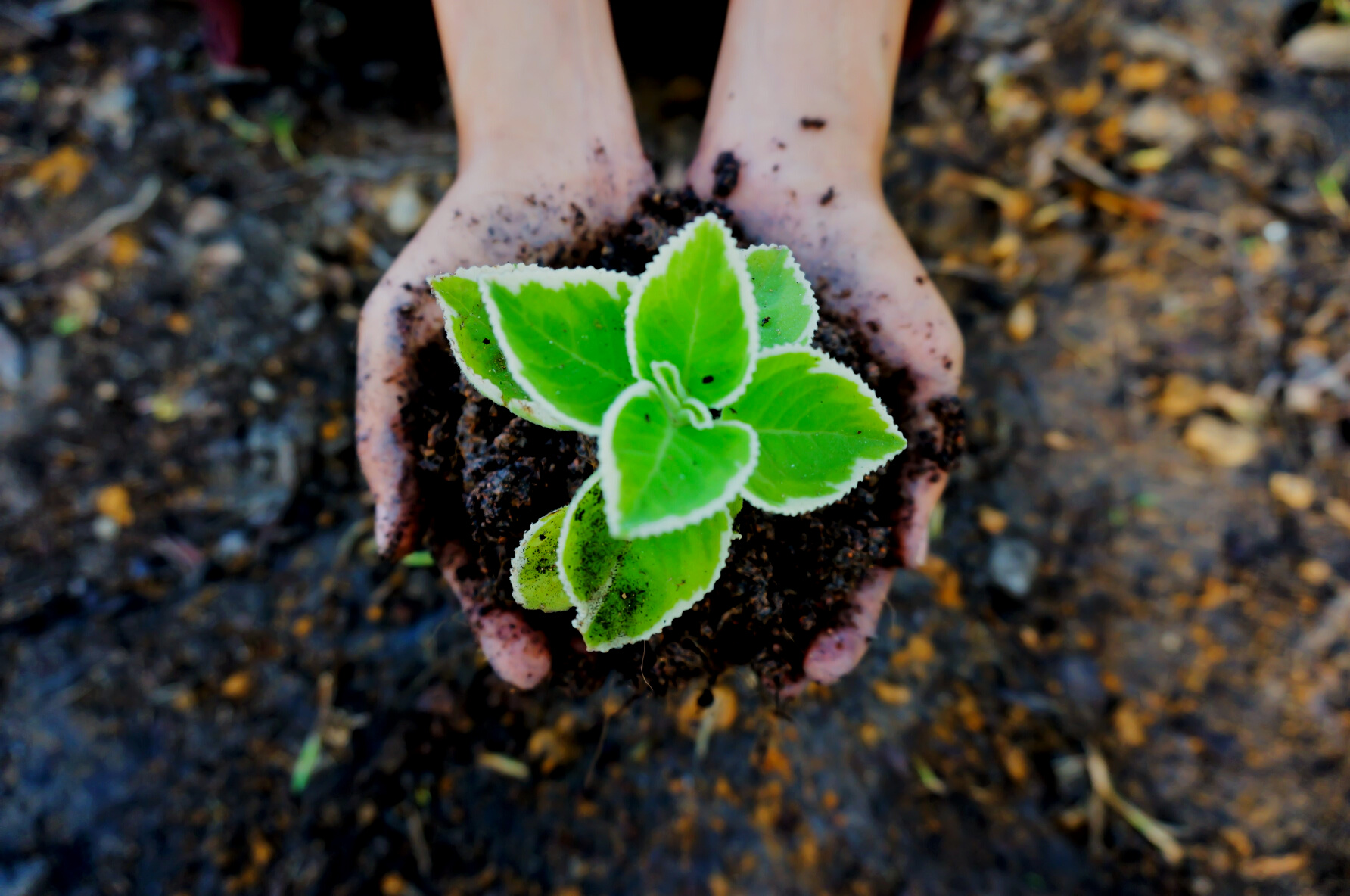 Hands Holding a Plant in Soil